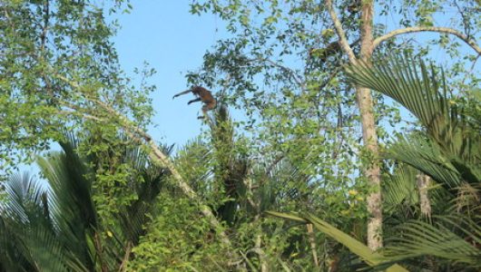 Bekantan Sungai Hitam
