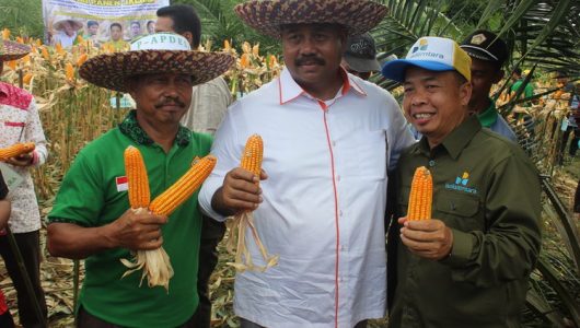 Panen Jagung Hibrida5