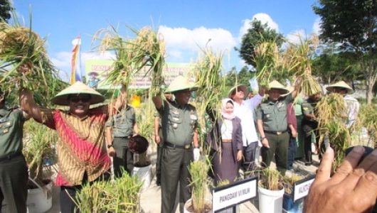 Panen padi perkotaan Balikpapan