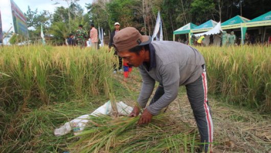 Panen raya di Balikpapan