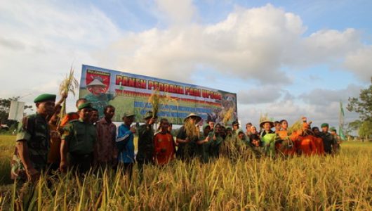 Panen raya sawah Teritip