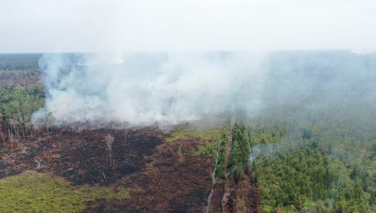 Sebangau KM 24 by OktaSimon@WWF-Indonesia