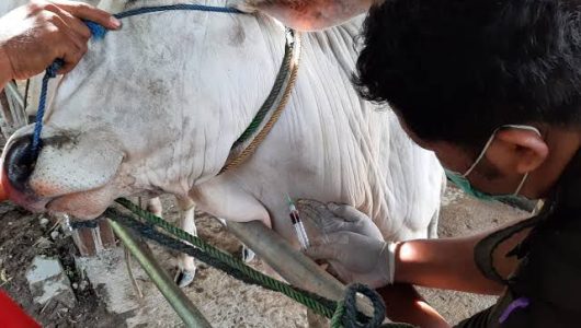 Ilustrasi pengambilan sampel darah ternak sapi. Foto  Istimewa
 