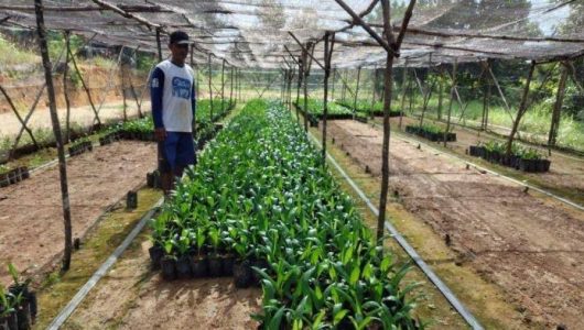 Ilustrasi persemaian bibit kelapa sawit (Istimewa)