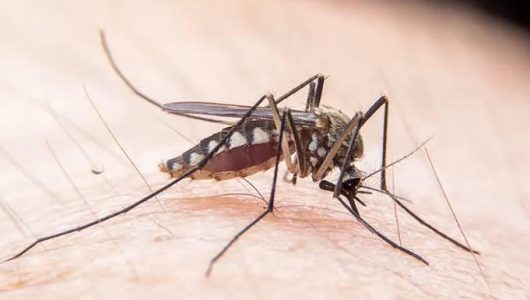 Ilustrasi Nyamuk Aedes Aegypti. Foto Istimewa