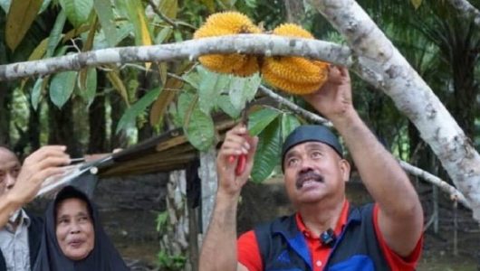 Desa Wisata Benua Elai atau disingkat Dewi Belai, Wisata perkebunan buah elai di Desa Batuah, Kecamatan Loa Janan (Istimewa)