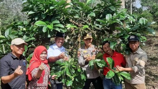 Pengunjung yang sedang menyaksikan proses pengolahan kopi liwak di Desa Perangat Baru (Istimewa)