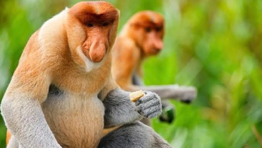 Bekantan, primata berhidung besar yang jadi dayatarik wisata di Samboja (Istimewa)