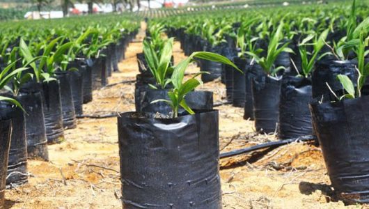 Ilustrasi persemaian bibit kelapa sawit (Istimewa)