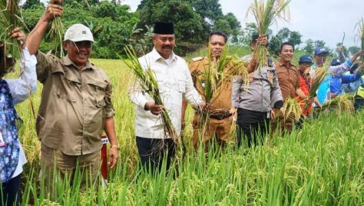 Ilustrasi Kawasan pertania di Kecamatan Tenggarong Sebrang (Istimewa)