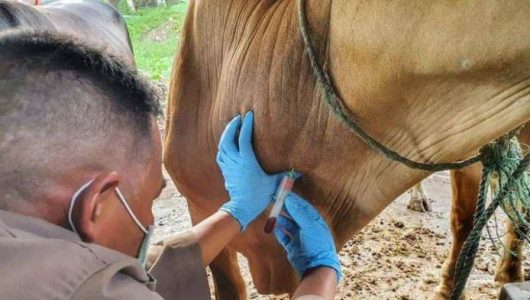 Ilustrasi pengambilan sampel darah ternak sapi (Istimewa)