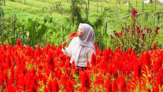 Seoarang pengunjung saat lakukan swafoto di Agrowisata Swargo Tani milik desa Tani Bhakti Kecamatan Loa Janan (Istimewa)