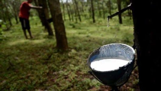 Ilustrasi perkebuna karet (Istimewa)