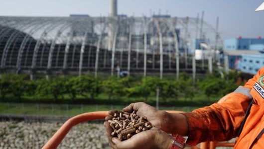 PLN menjalankan program ci-firing dengan menggunakan pelet biomassa dari kayu pohon kaliandra merah sebagai substitusi batu bara di PLTU Indramayu, Jawa Barat. Foto PLN